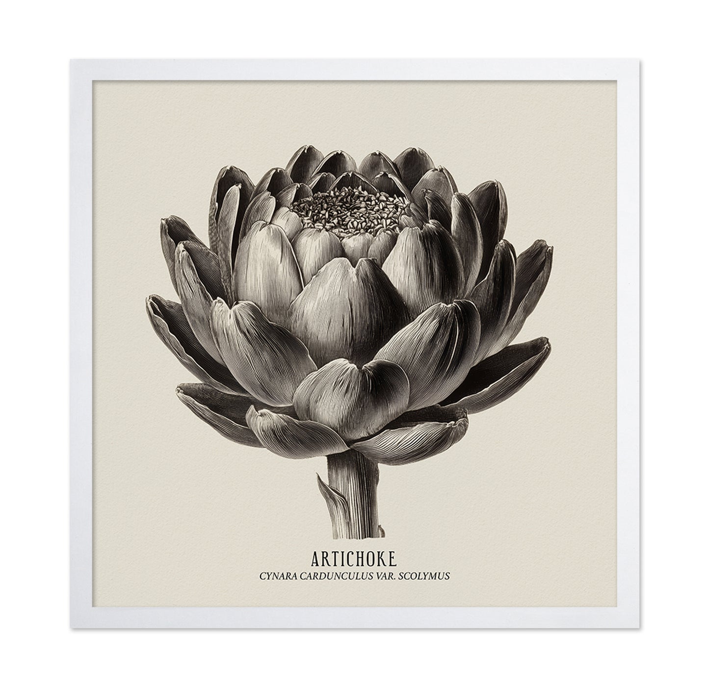 Vintage Artichoke Study