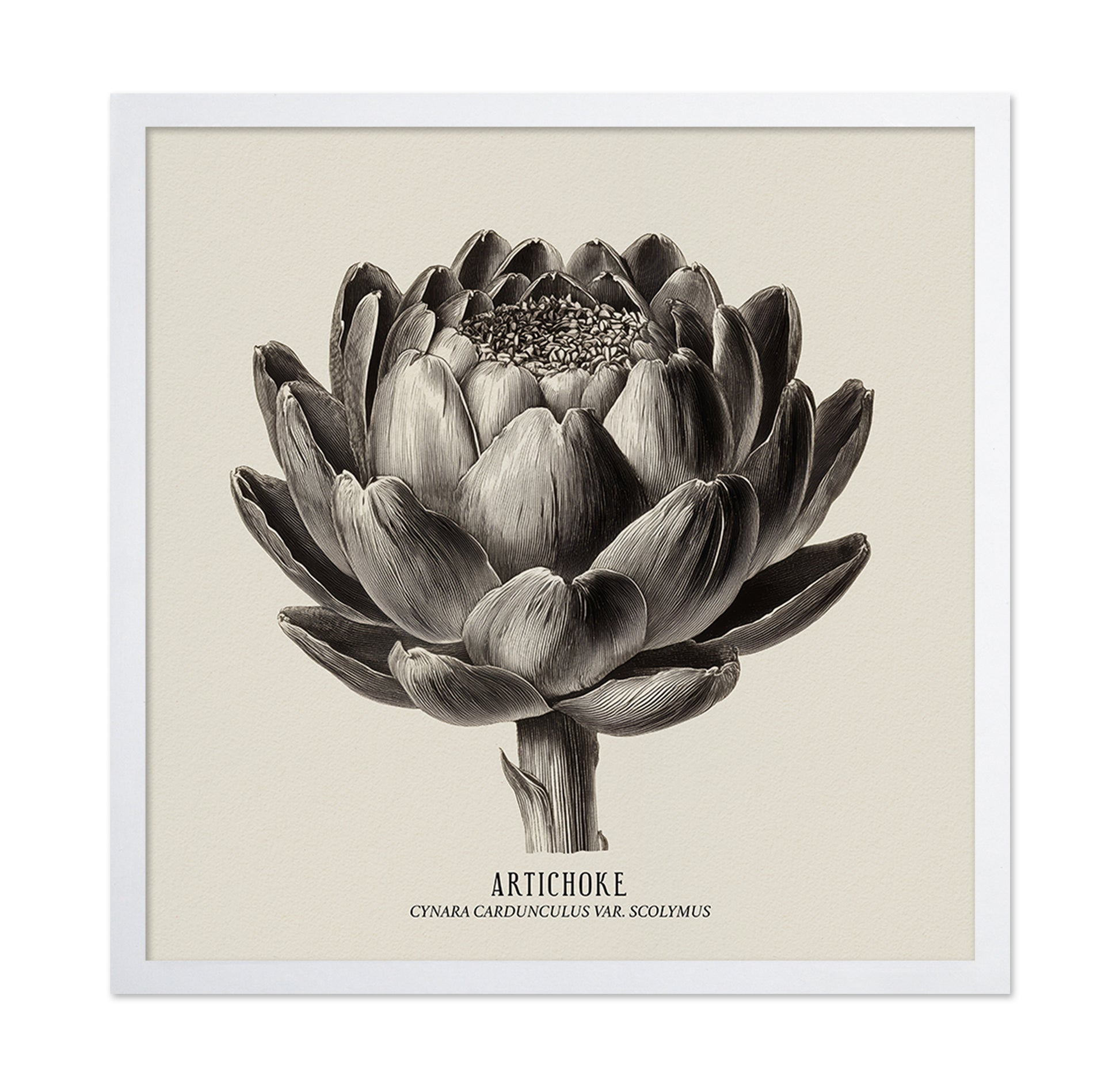 Vintage Artichoke Study