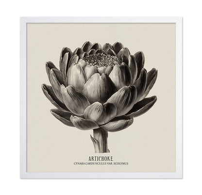 Vintage Artichoke Study
