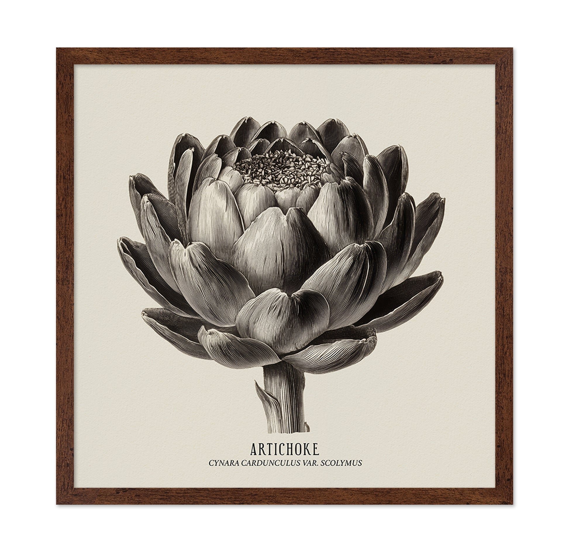 Vintage Artichoke Study