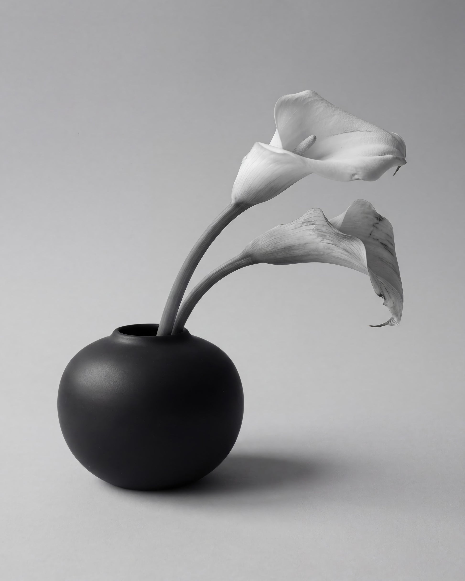 Calla Lily in Black Vase