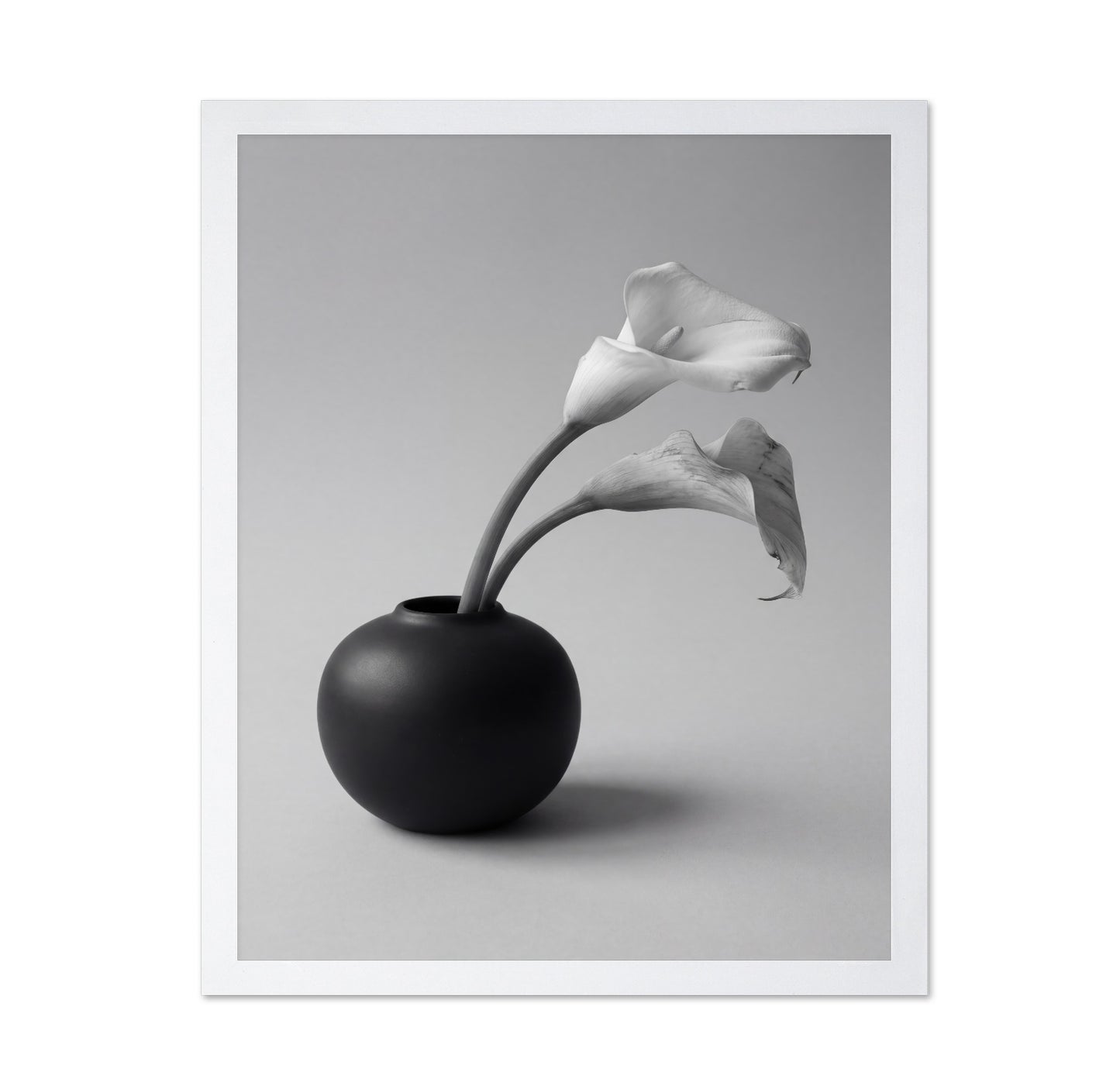 Calla Lily in Black Vase