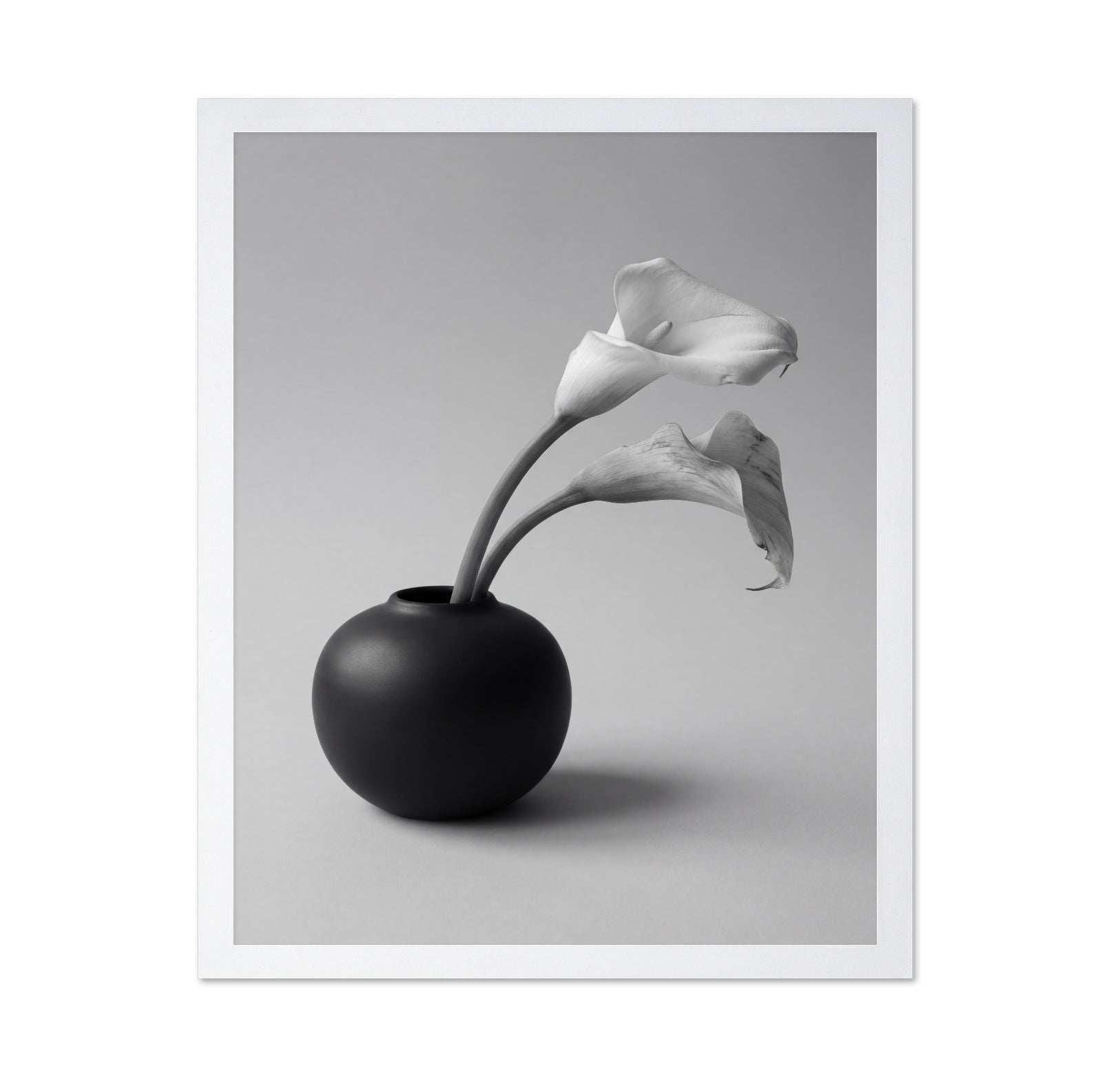 Calla Lily in Black Vase