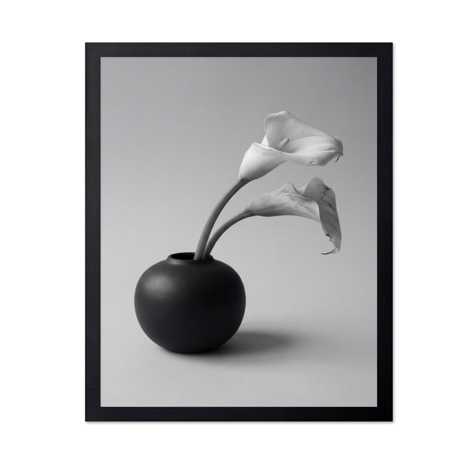 Calla Lily in Black Vase