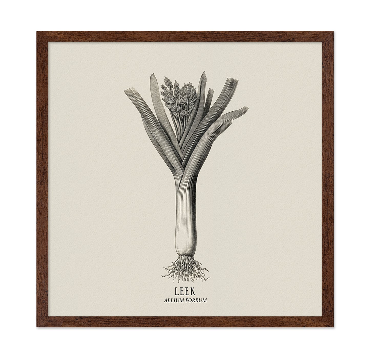 Vintage Leek Illustration