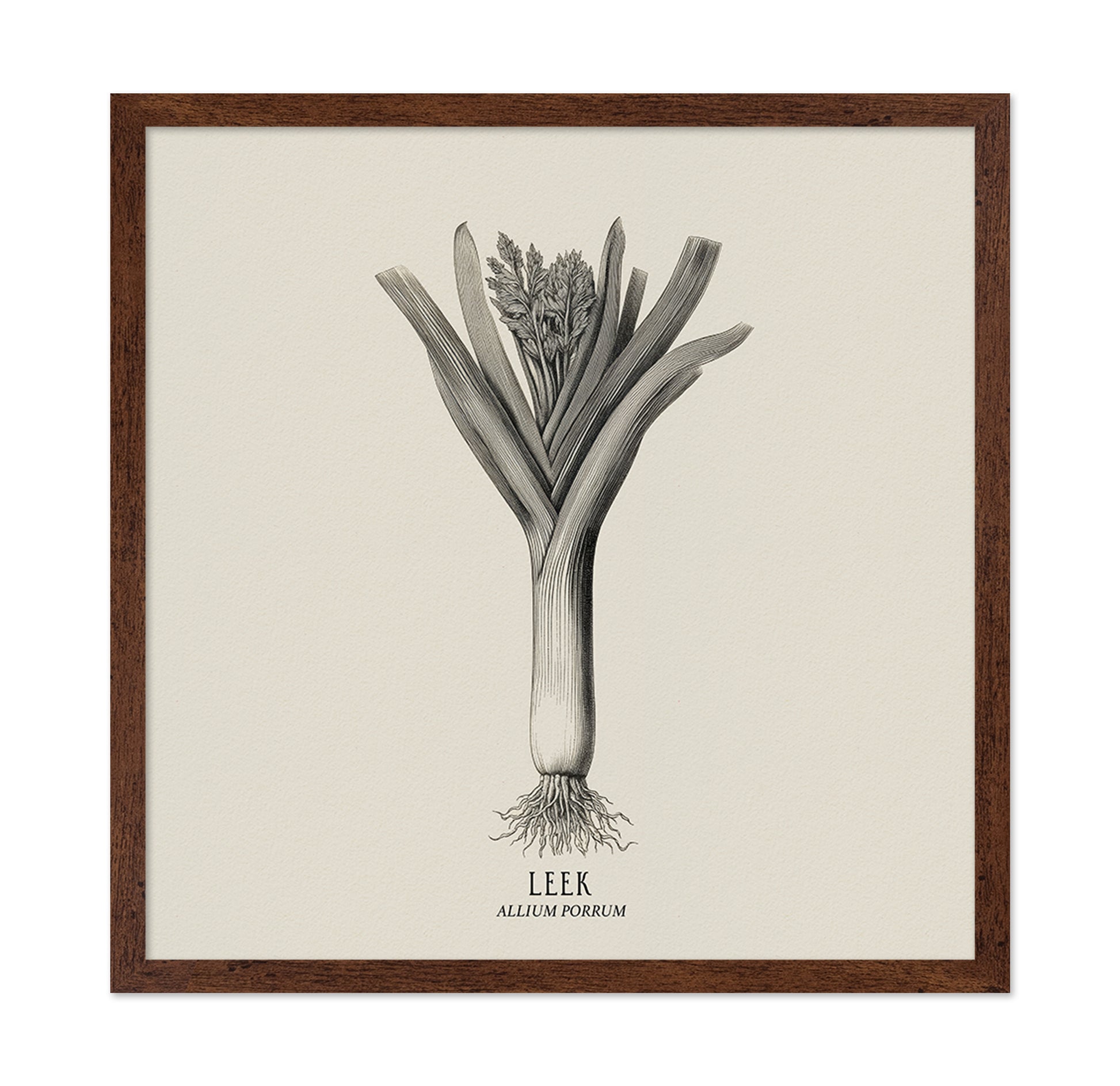 Vintage Leek Illustration
