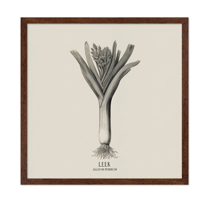 Vintage Leek Illustration