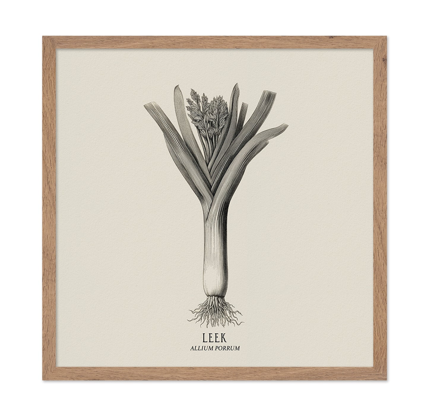 Vintage Leek Illustration