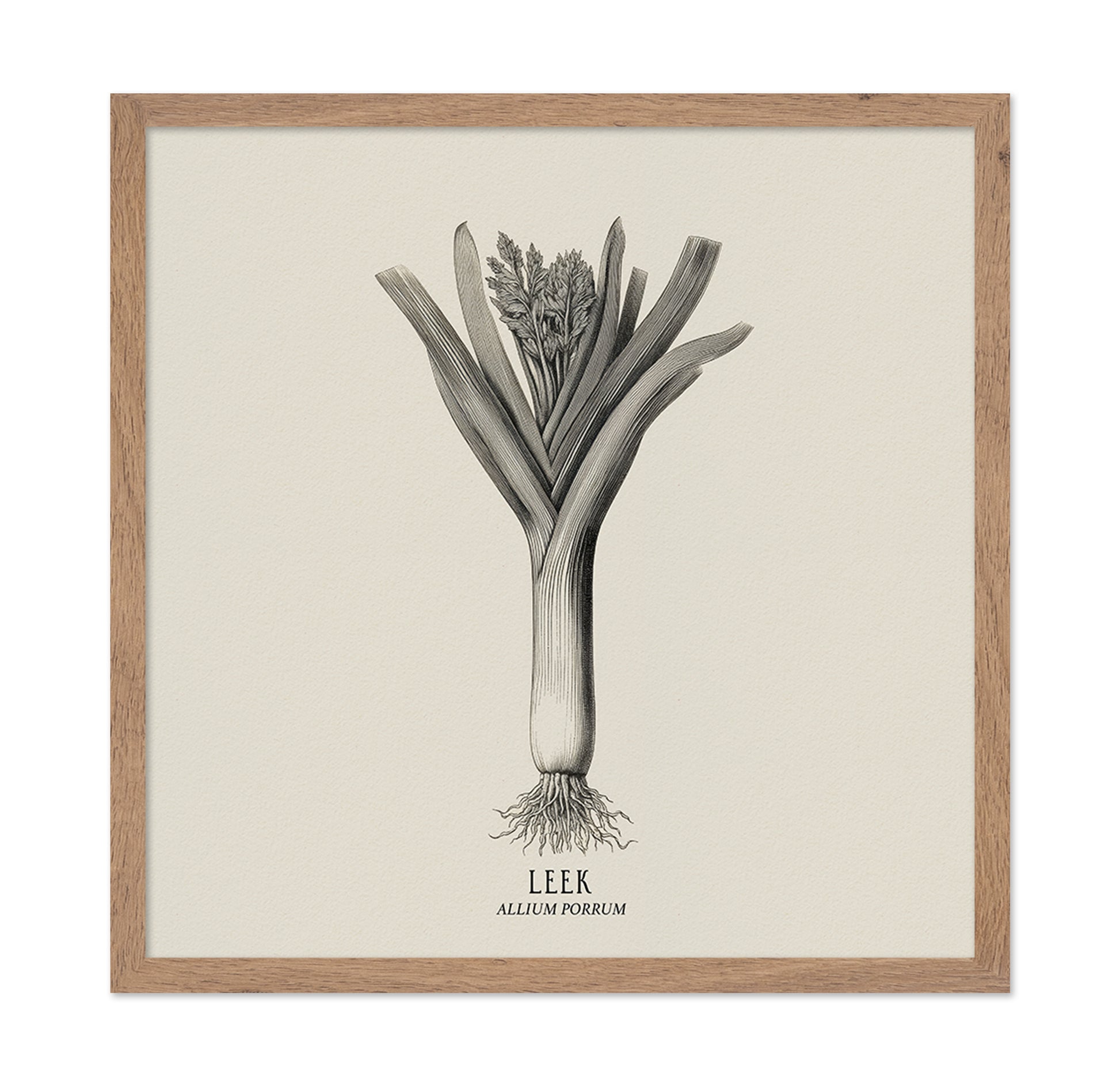 Vintage Leek Illustration