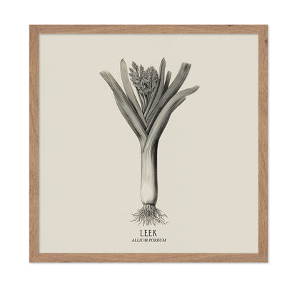 Vintage Leek Illustration