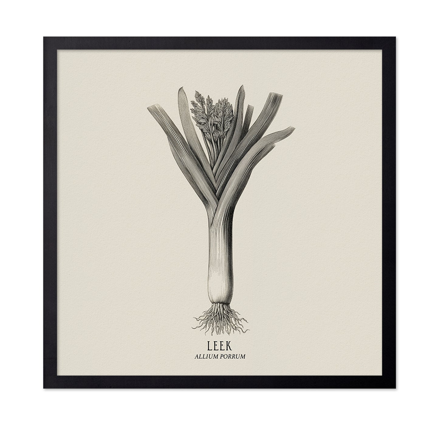 Vintage Leek Illustration