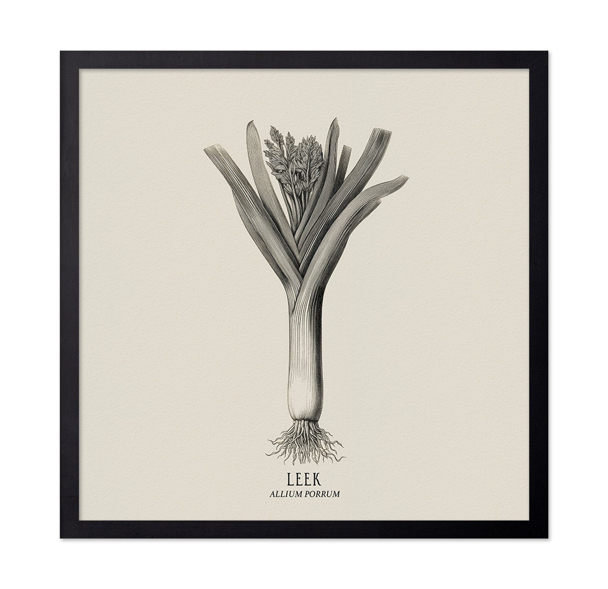 Vintage Leek Illustration