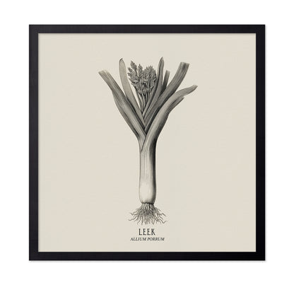 Vintage Leek Illustration