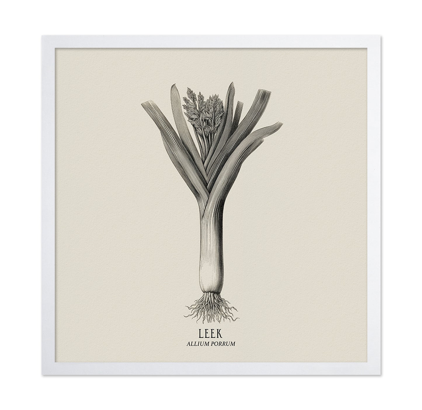 Vintage Leek Illustration