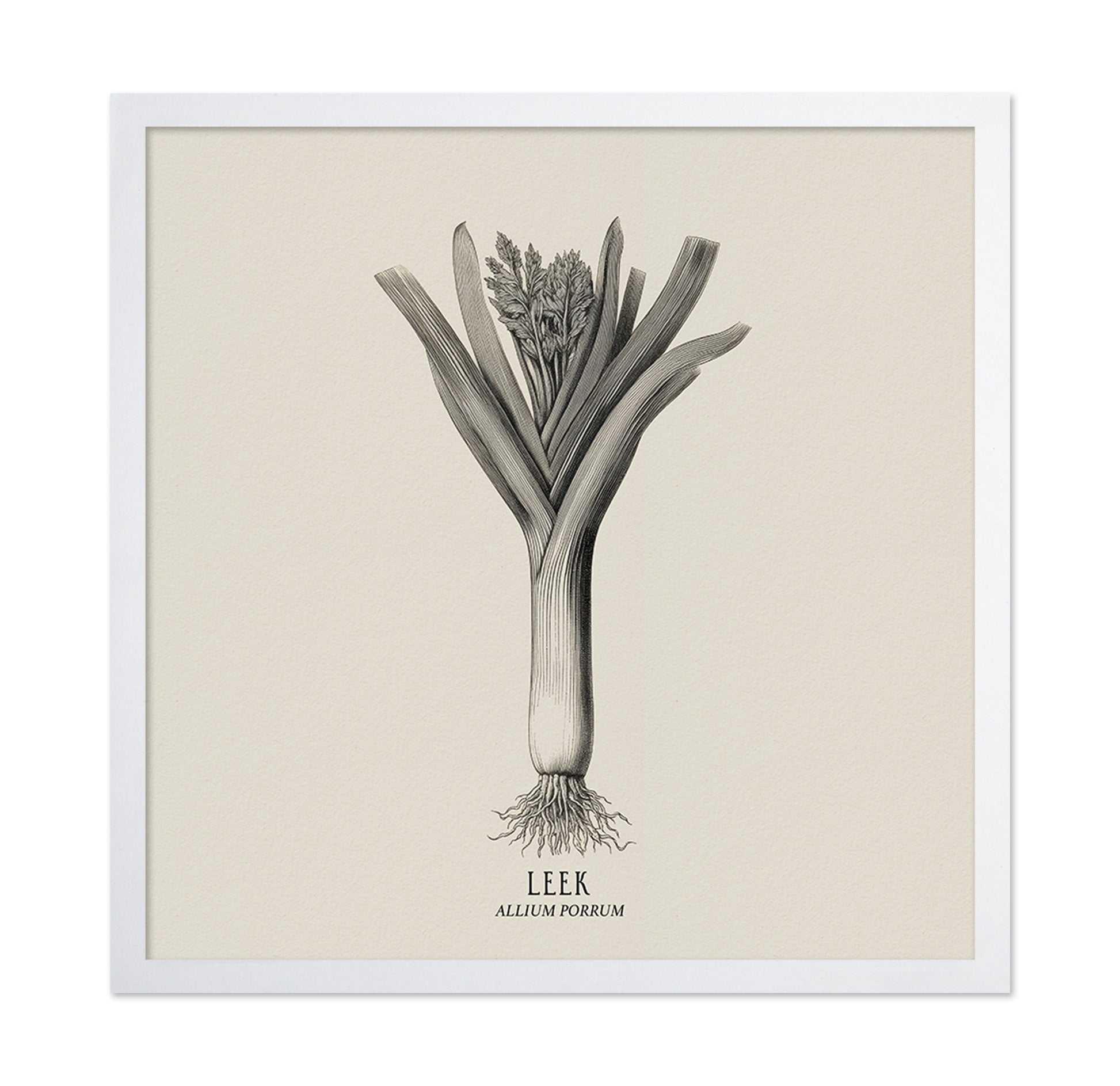 Vintage Leek Illustration