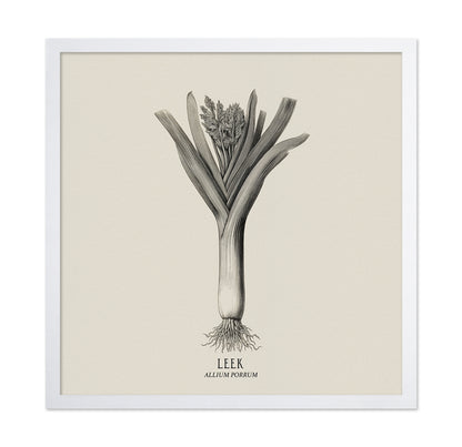 Vintage Leek Illustration