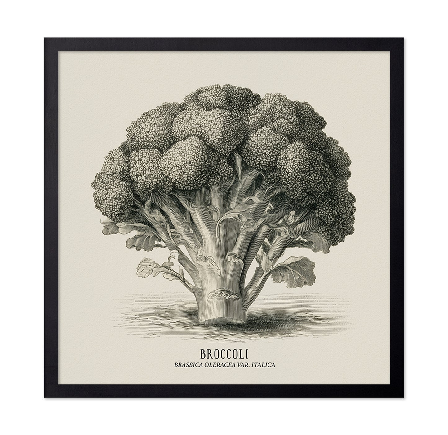 Vintage Broccoli Study