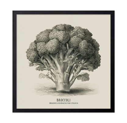 Vintage Broccoli Study