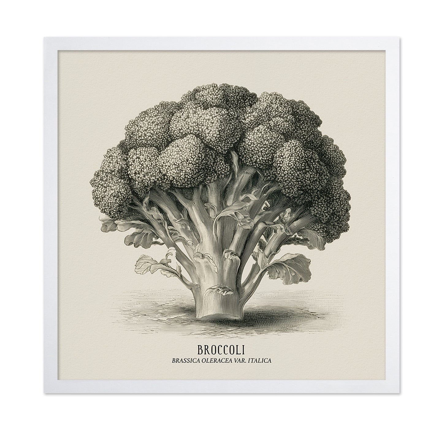 Vintage Broccoli Study