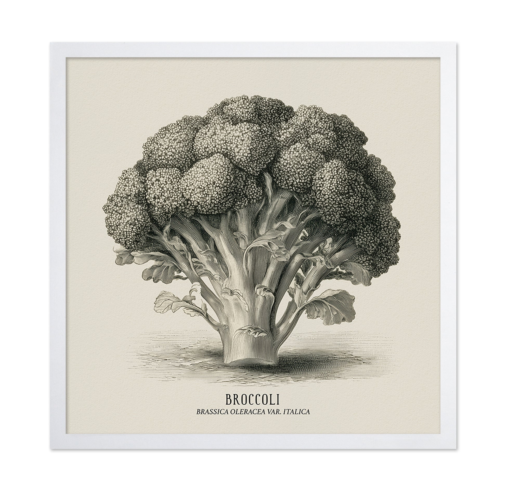Vintage Broccoli Study