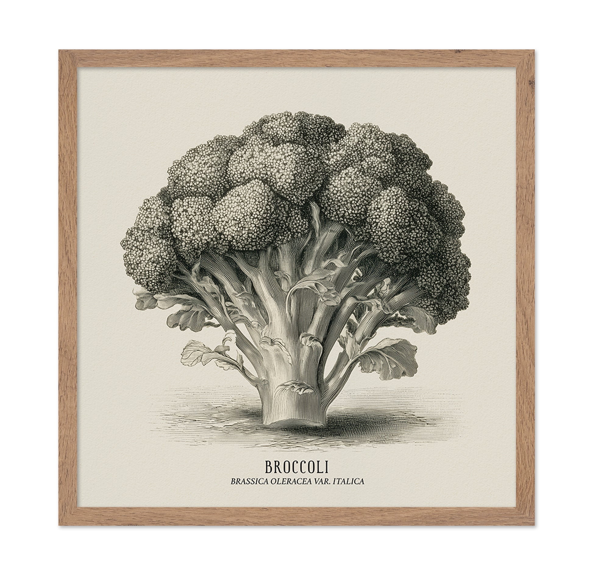 Vintage Broccoli Study