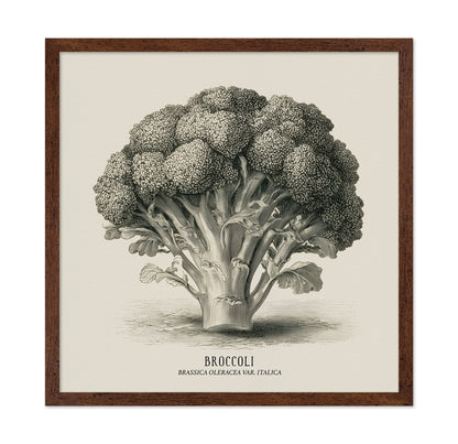 Vintage Broccoli Study