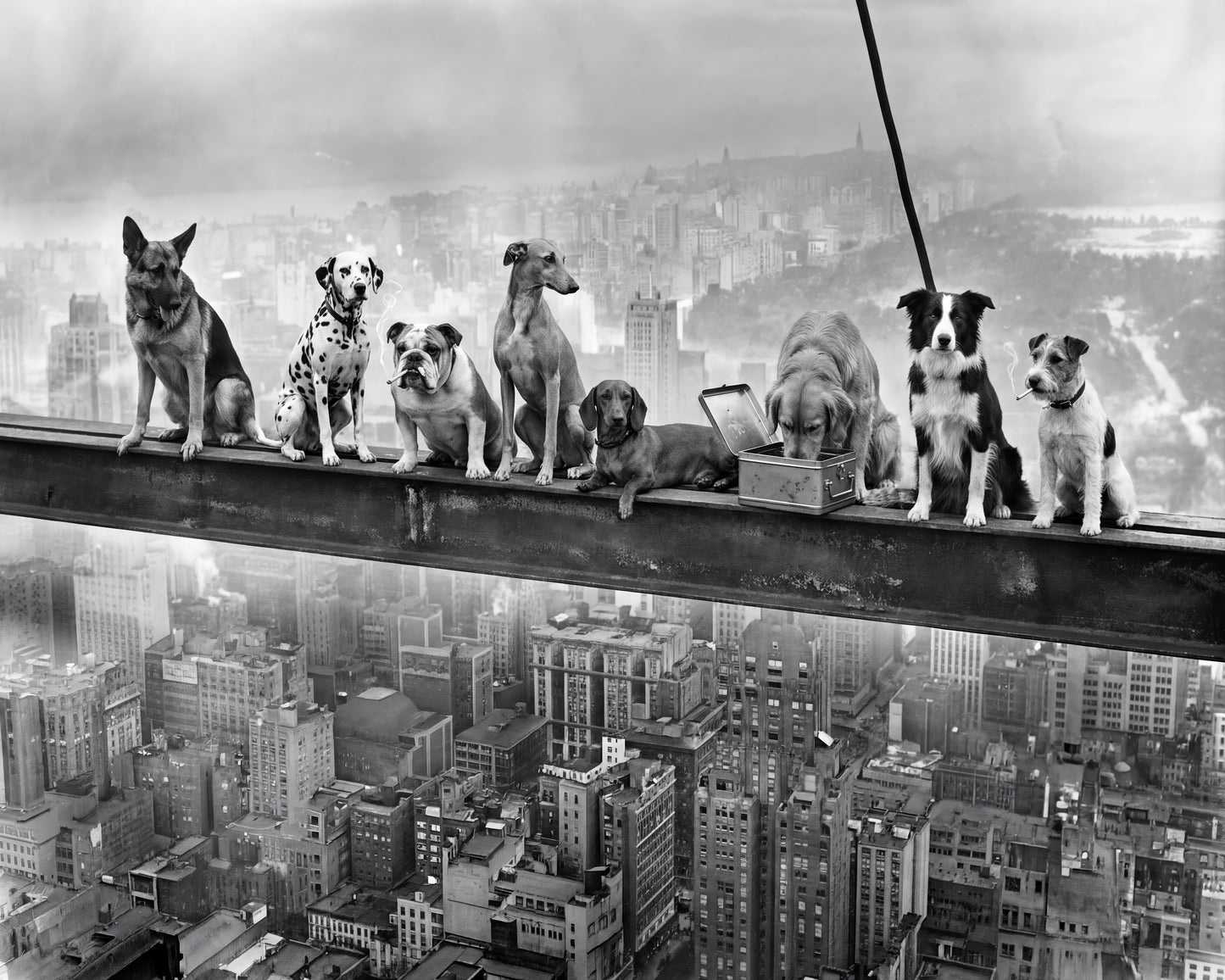 Dogs on Steel Beam
