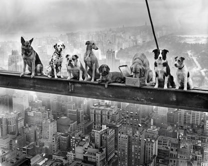 Dogs on Steel Beam