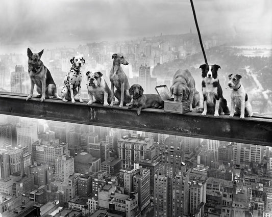 Dogs on Steel Beam
