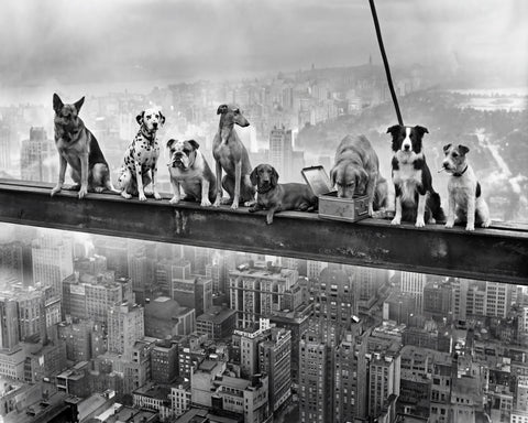 Dogs on Steel Beam