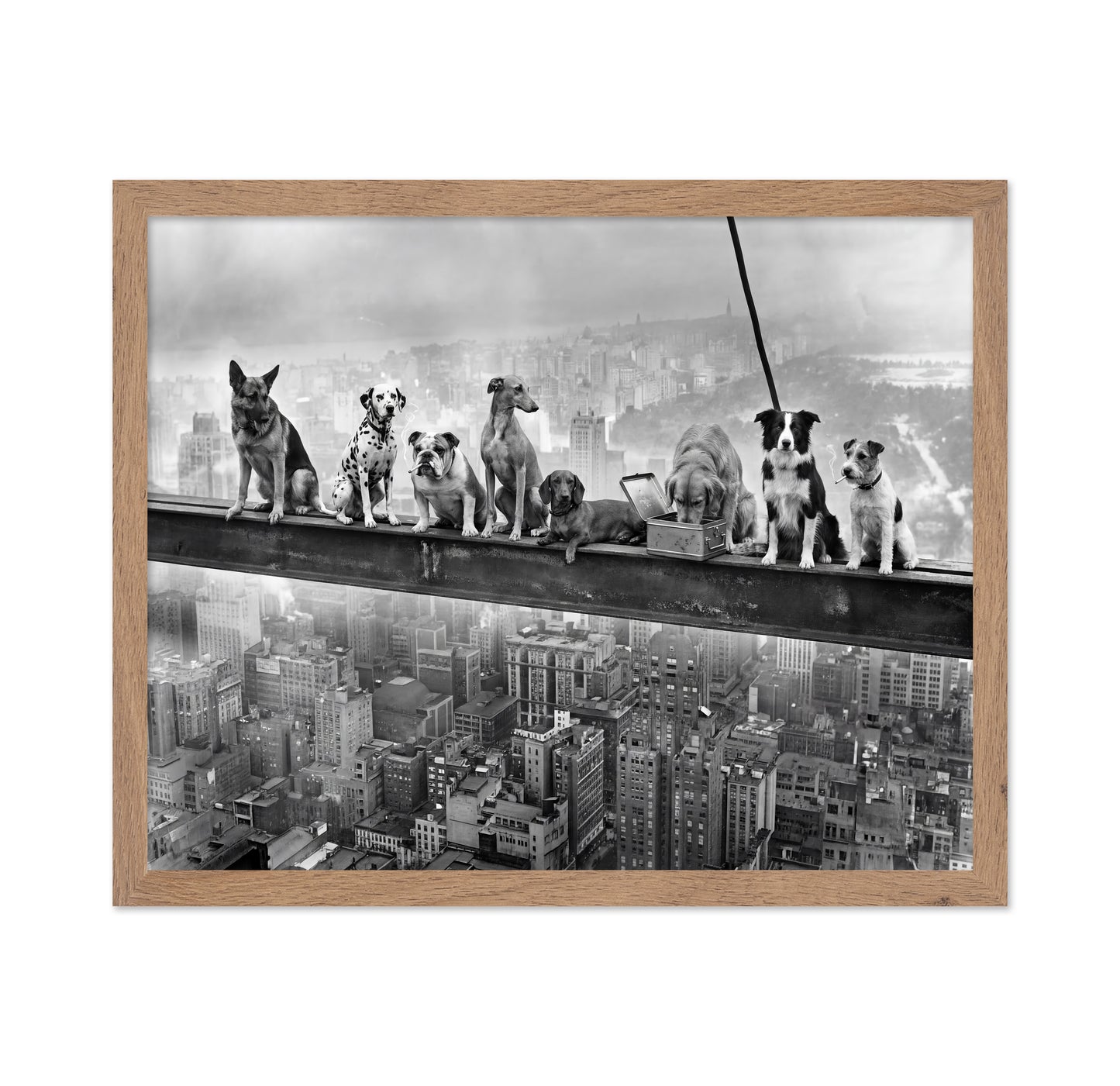 Dogs on Steel Beam