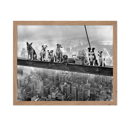 Dogs on Steel Beam