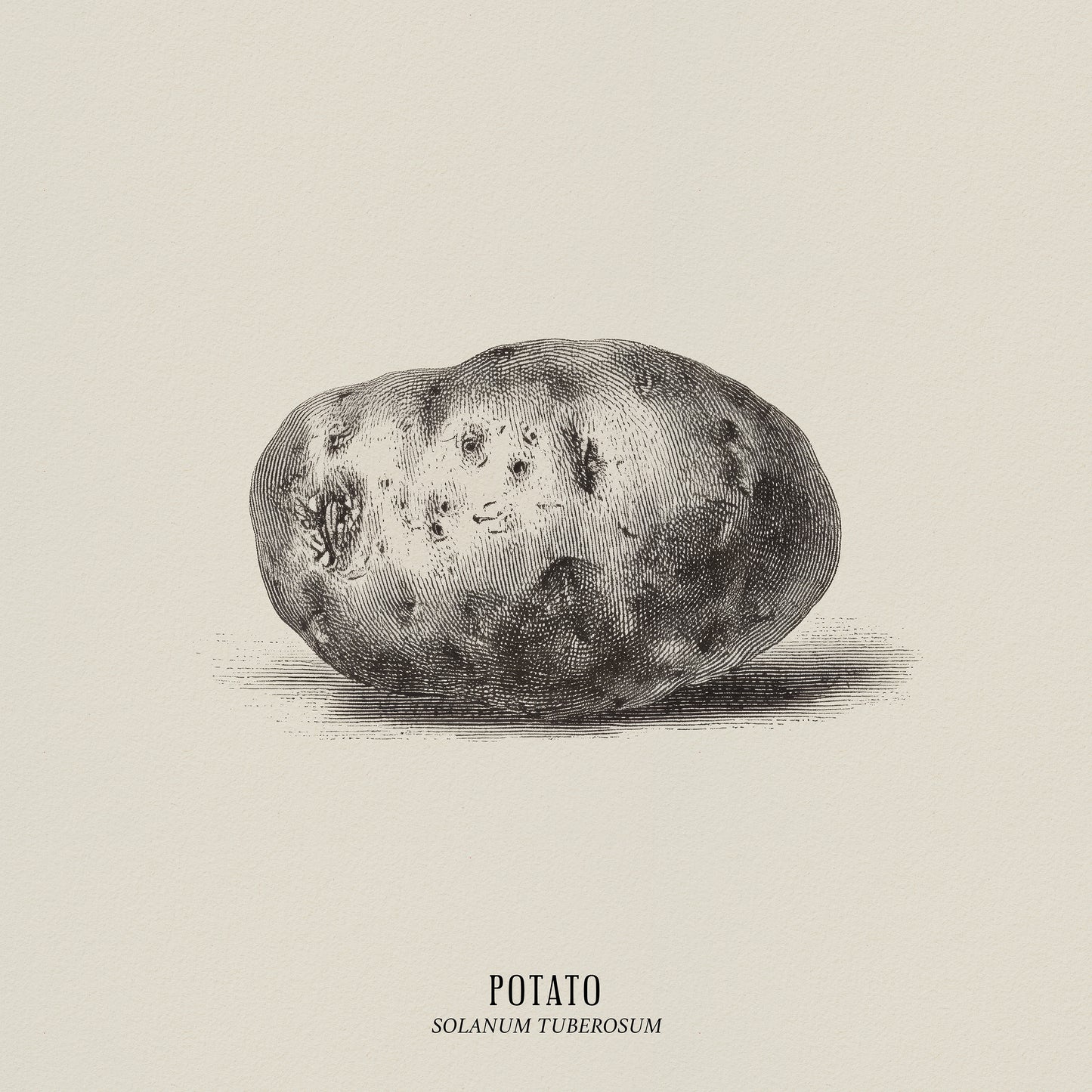 Vintage Potato Botanical