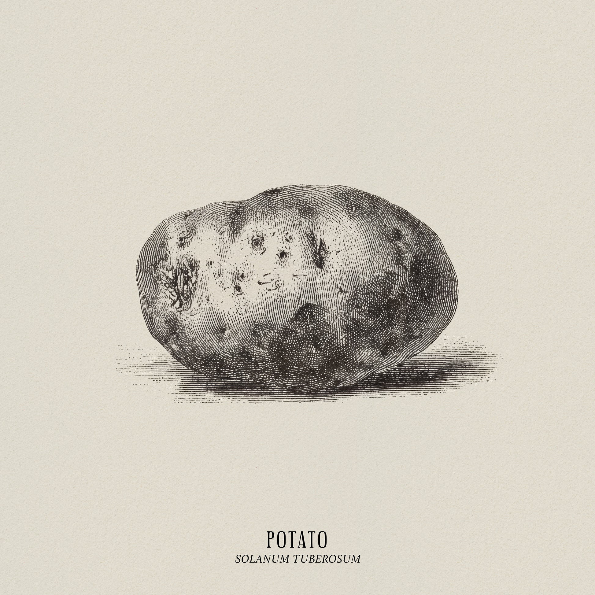 Vintage Potato Botanical