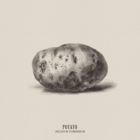 Vintage Potato Botanical