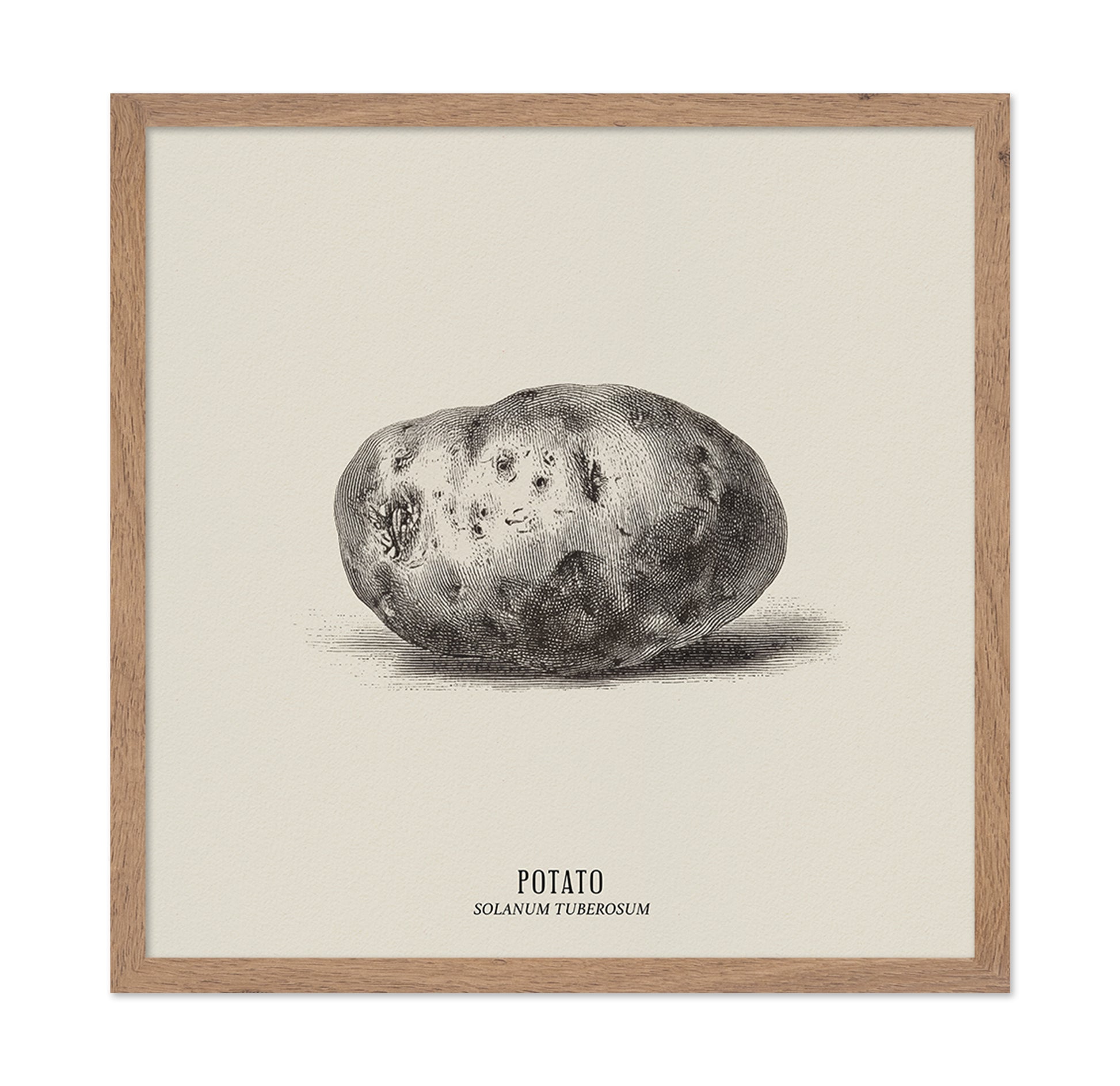 Vintage Potato Botanical