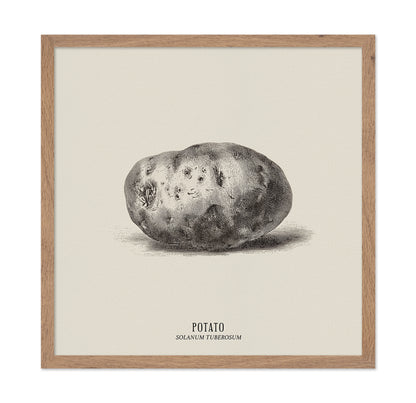 Vintage Potato Botanical