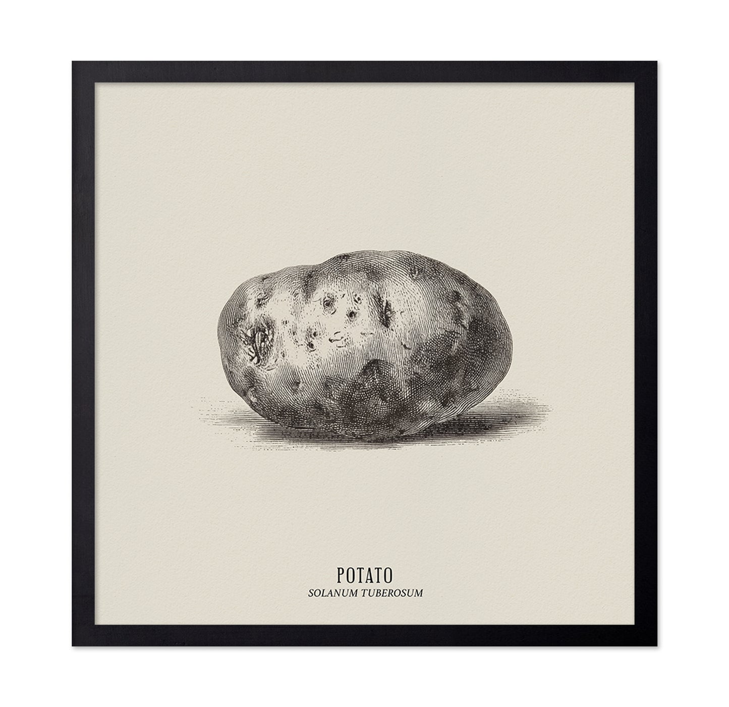 Vintage Potato Botanical