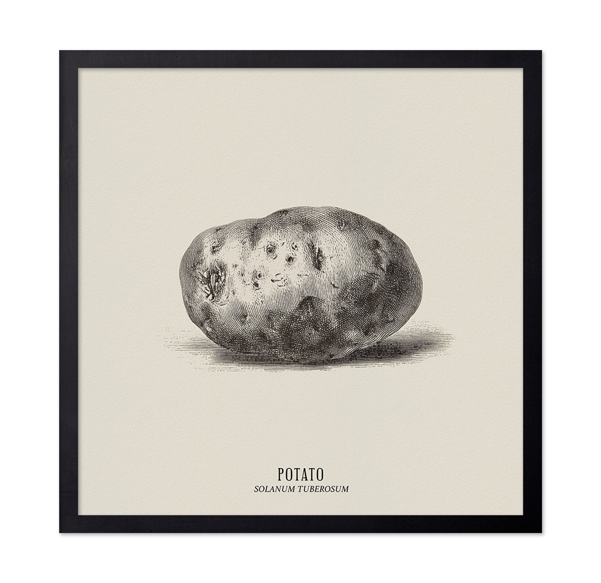 Vintage Potato Botanical