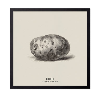 Vintage Potato Botanical