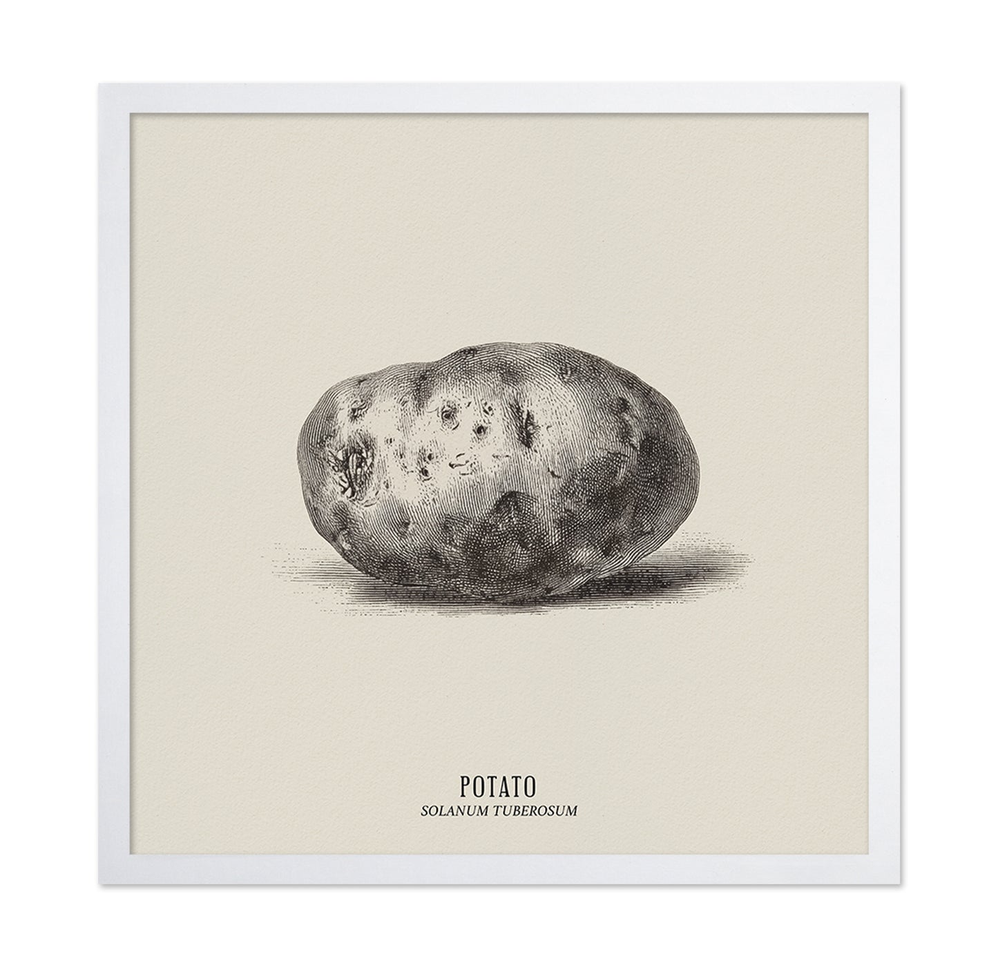 Vintage Potato Botanical