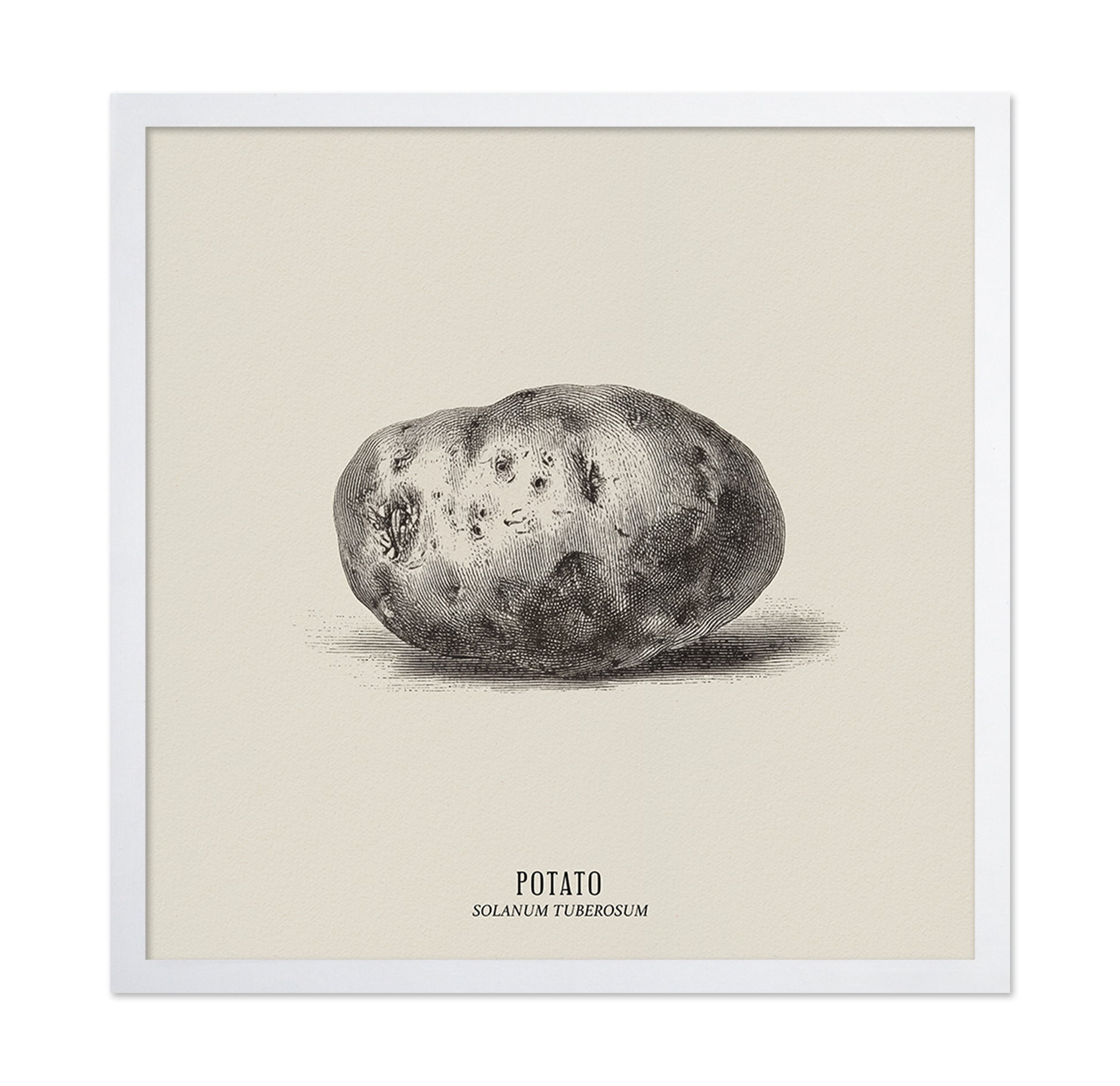 Vintage Potato Botanical