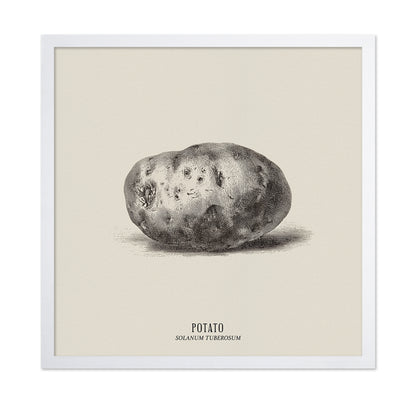 Vintage Potato Botanical