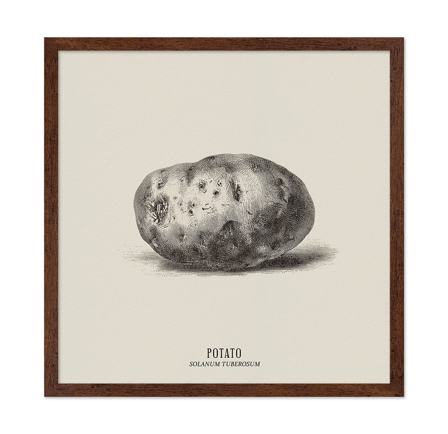Vintage Potato Botanical