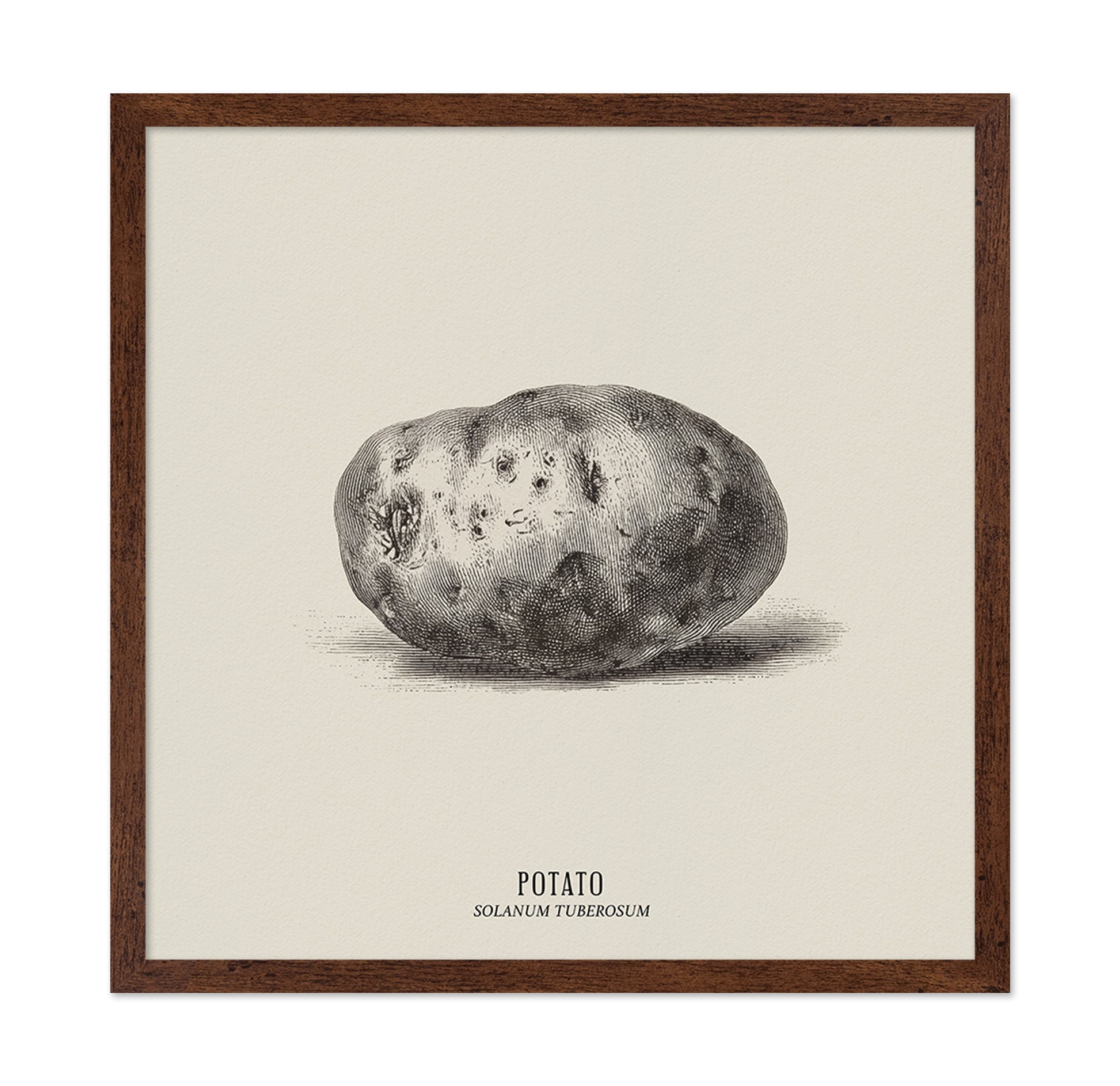 Vintage Potato Botanical