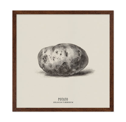Vintage Potato Botanical