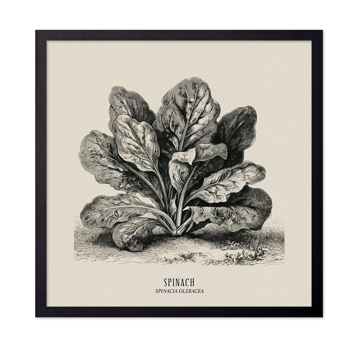 Vintage Spinach Botanical
