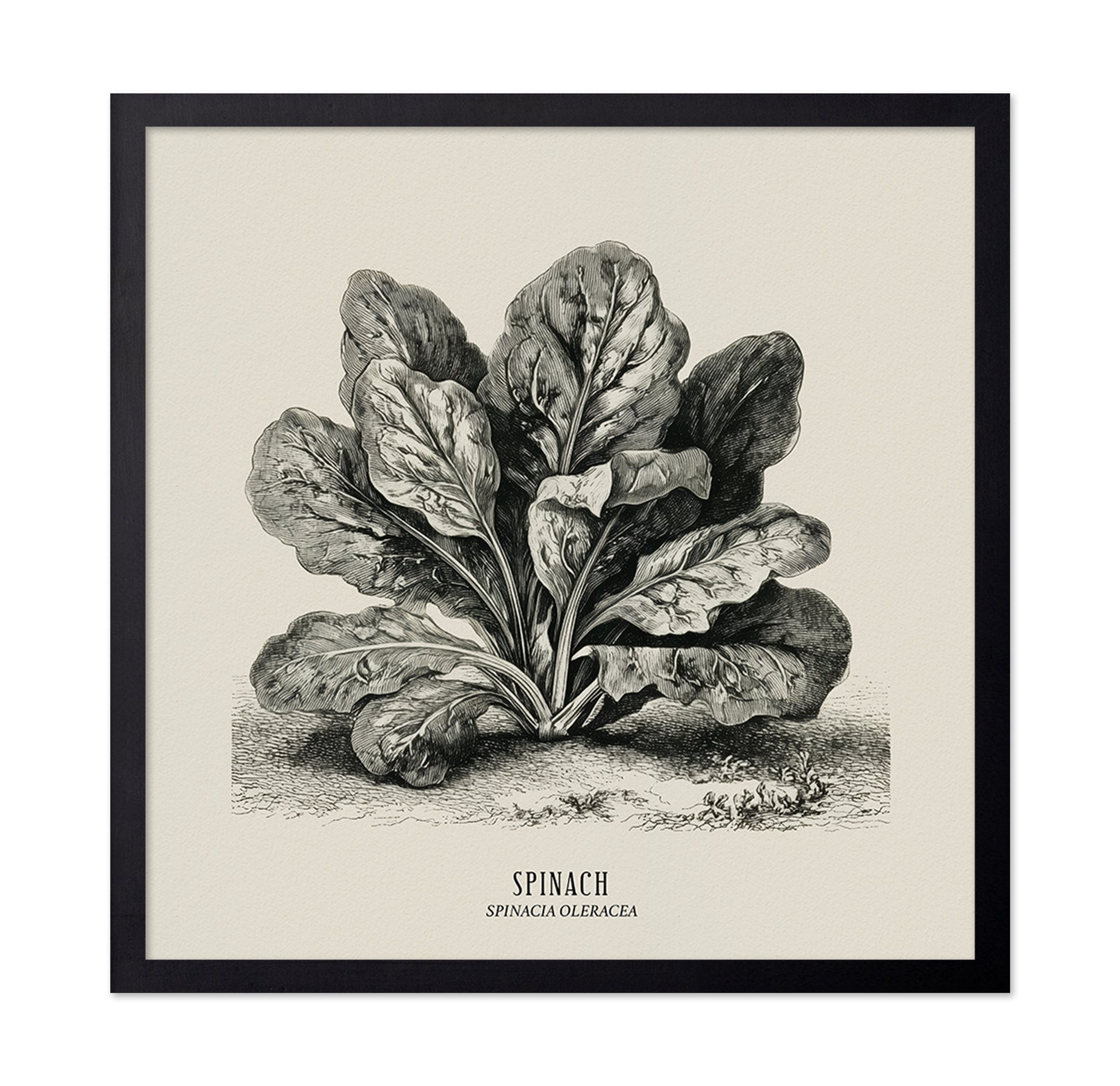 Vintage Spinach Botanical