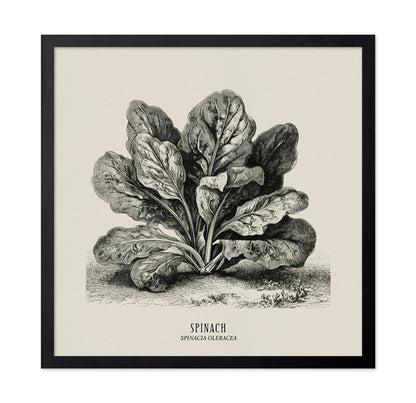Vintage Spinach Botanical
