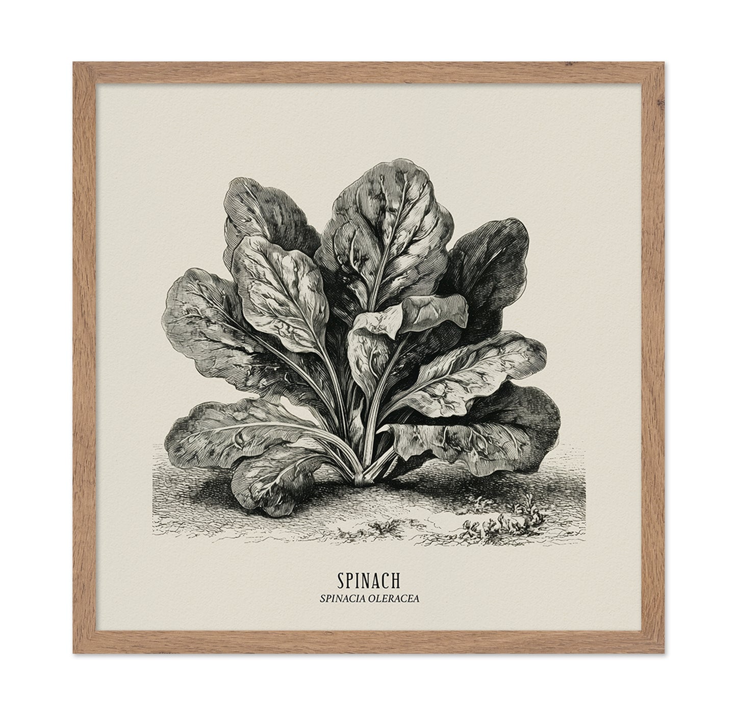 Vintage Spinach Botanical